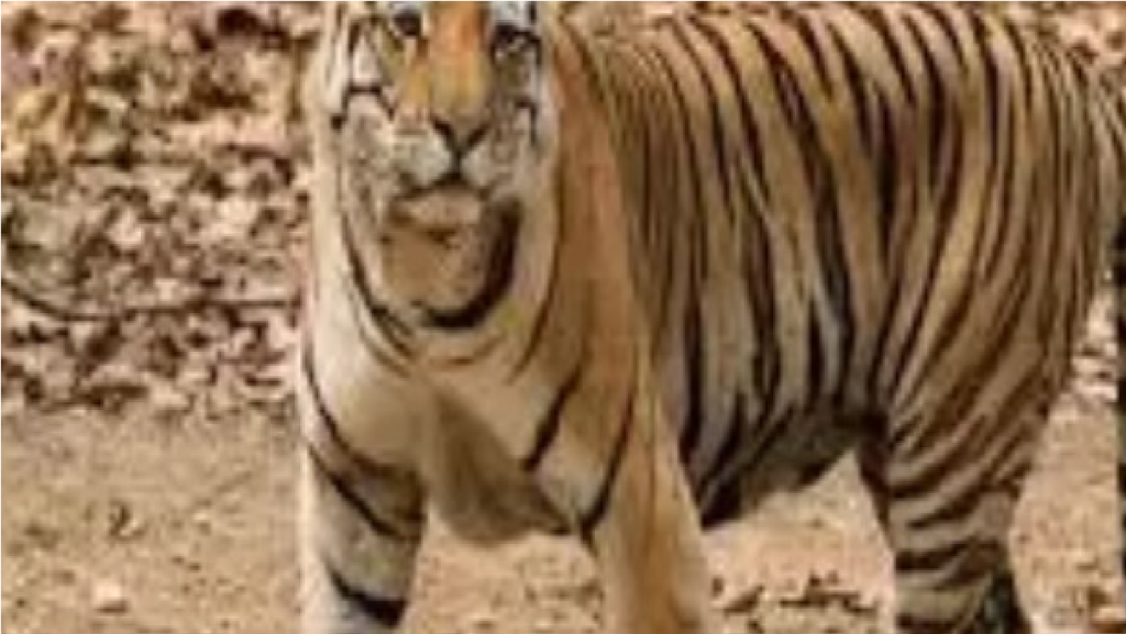 CG News : गाय का शिकार, बाघ की मौजूदगी की पुष्टि—बचेली क्षेत्र में हाई अलर्ट