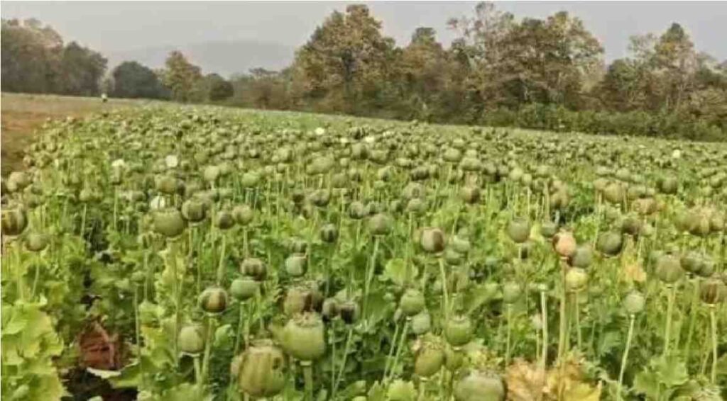 Chhattisgarh Opium Cultivation Case