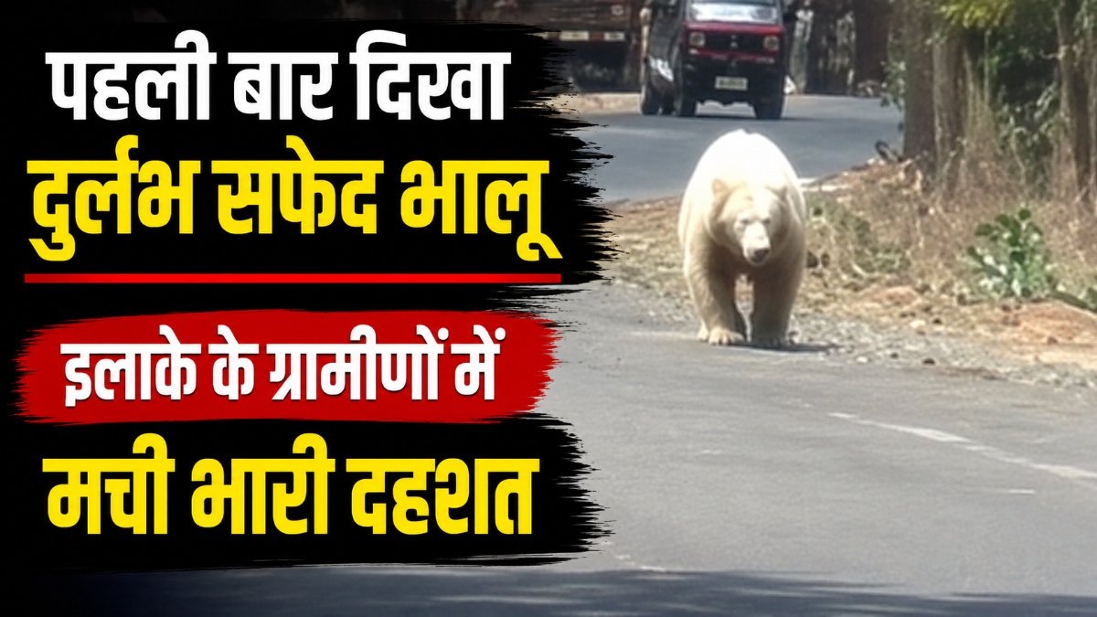 Chhattisgarh News : कैमरे में कैद हुआ दुर्लभ नजारा , मरवाही के घने जंगलों में घूमता दिखा ‘एल्बिनो’ भालू, सोशल मीडिया पर वीडियो वायरल