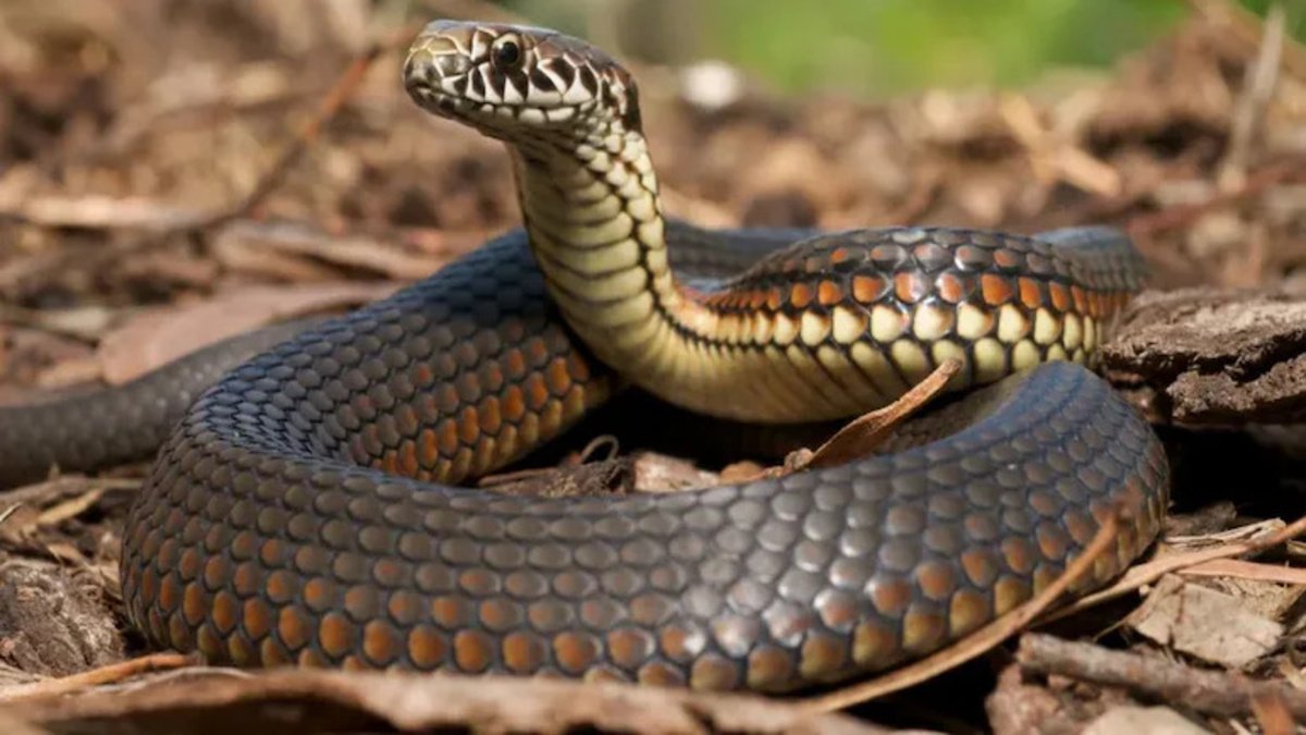 CG Snake Bite Tragedy : सांप के डंसने के बाद अस्पताल नहीं ले गए परिजन, झाड़-फूंक में उलझे रहे, पिता-पुत्री की मौत