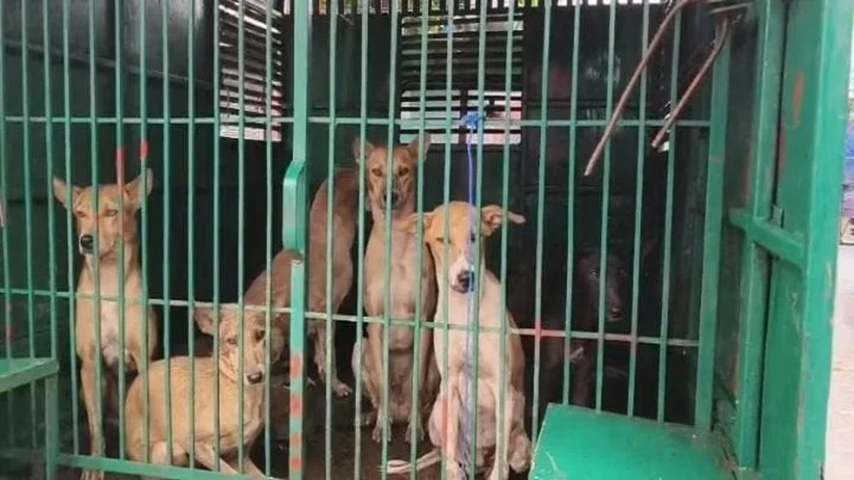 CG News : कोरबा में मासूम की मौत के बाद प्रशासन सख्त, दादर गांव में आवारा कुत्तों को पकड़ने चला विशेष अभियान