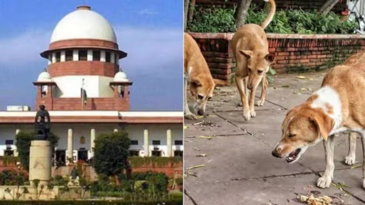 Dog Sterilization : हाईकोर्ट ने मांगा जवाब’ किस जिले में कितने आवारा कुत्ते और कितनी हुई नसबंदी