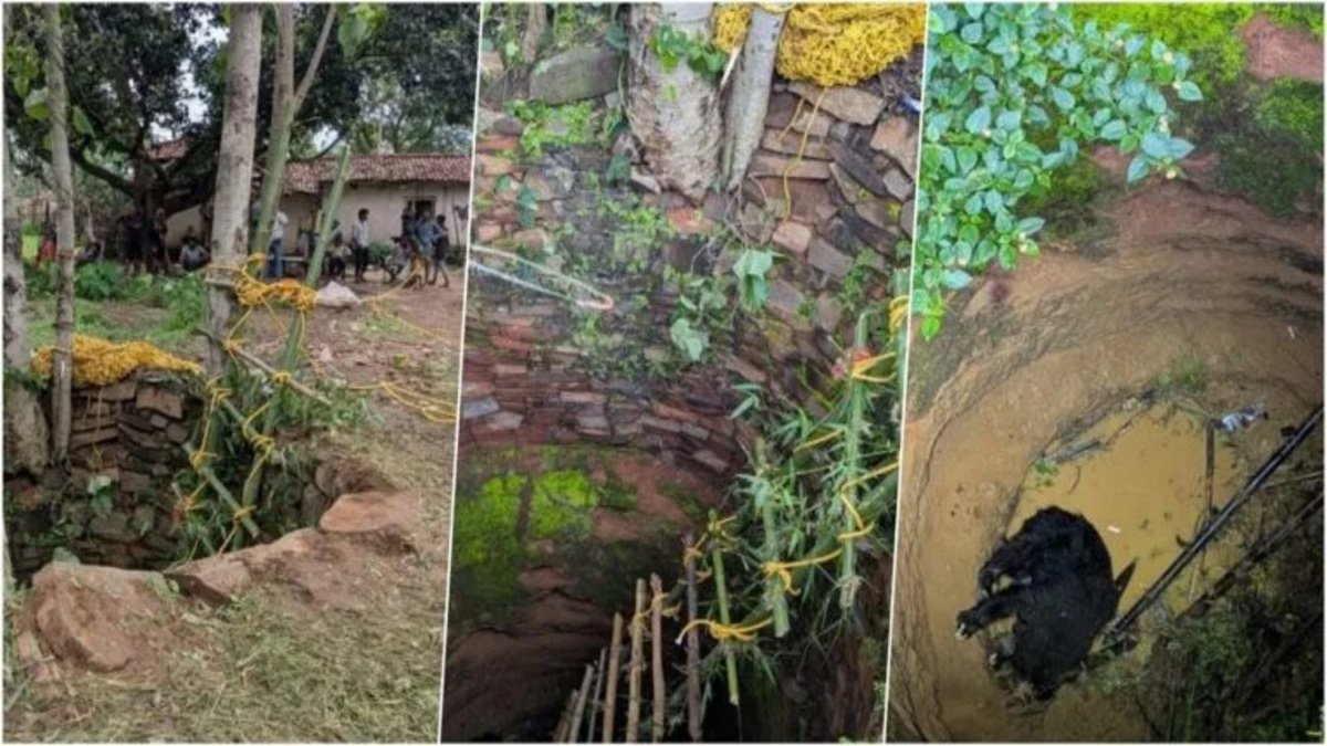 कोरबा में रेस्क्यू ऑपरेशन सफल’ कुएं में फंसे भालू को घंटों बाद सुरक्षित बाहर निकाला, वन अमले की बड़ी कामयाबी