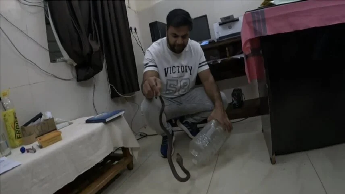 कोरबा जिला अस्पताल में मचा हड़कंप, डॉक्टर की टेबल के नीचे बैठा मिला कोबरा सांप