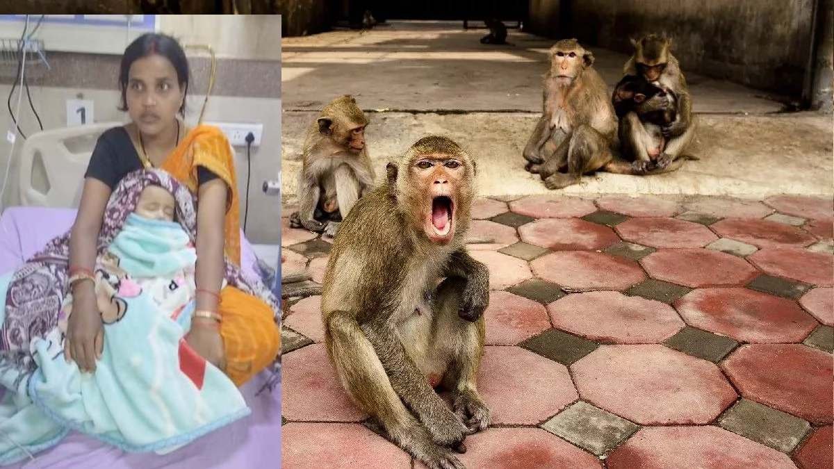 CG News : 5 माह के बच्चे पर बंदर का हमला, गंभीर हालत में जिला अस्पताल में इलाज जारी, ग्रामीणों में दहशत का माहौल