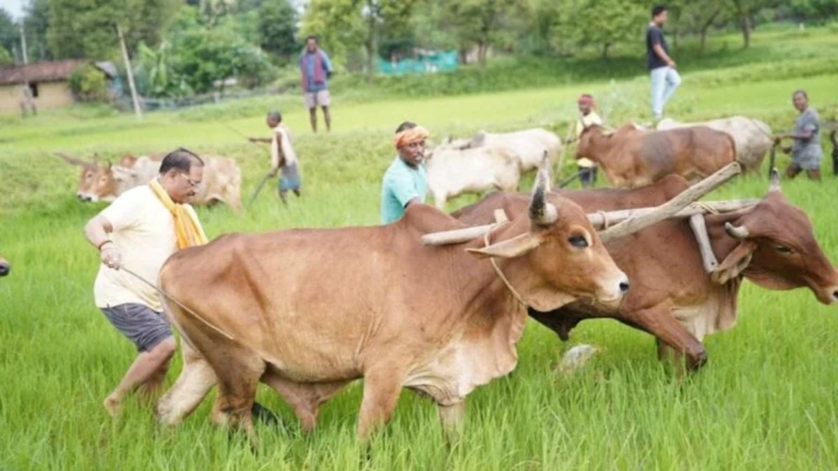 CM Vishnu Deo Sai’ का देसी अंदाज, बगिया में किसानों के साथ की बियासी’ बोले- खेती हमारी संस्कृति की मजबूत नींव