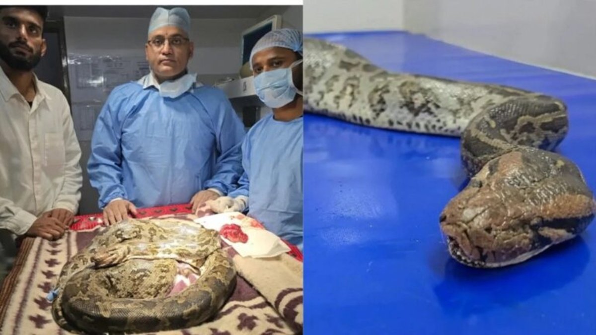 CG News : अजगर के मुंह में मिली कैंसर जैसी गांठ, डॉक्टरों ने साढ़े तीन घंटे की सर्जरी कर बचाई जान