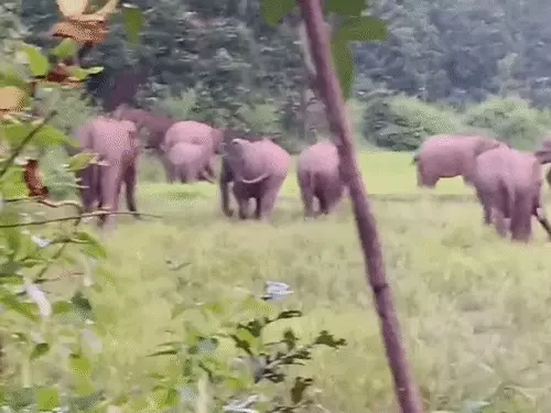 कटघोरा वन मंडल में हाथियों का उत्पात, छात्रावास में मची चीख-पुकार, किसान का मकान क्षतिग्रस्त