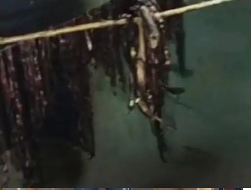 कोरबा में कथित गौमांस मिलने से मचा हड़कंप, पुलिस ने आरोपी को किया गिरफ्तार